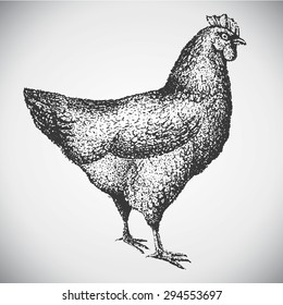Chicken bird engraved hand drawn illustration