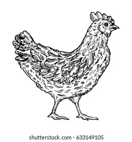 Chicken bird engraving vector illustration. Scratch board style imitation. Hand drawn image.