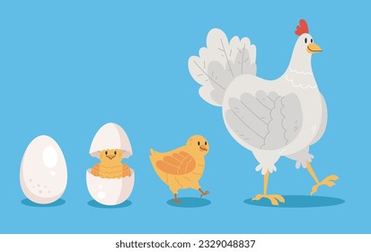 El concepto de círculo de la etapa del proceso de vida de las aves de pollo. Ilustración del diseño gráfico del vector

