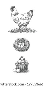 Chicken, bird nest with four eggs into it and basket with eggs. Chicken, farm domestic poultry. Hand drawn engraving vintage style vector illustrations.