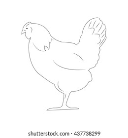 chicken bird, vector illustration