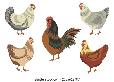 Chicken birds collection. Set of poultry clip. Vector illustrations of domestic chickens on white background. Cartoon chick isolated.