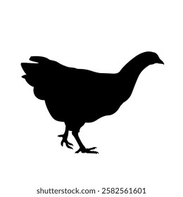 Chicken black silhouette image. Walking hen, side view. Vector illustration isolated on a white background