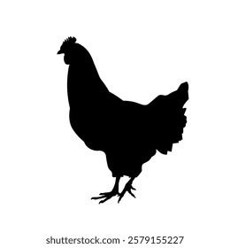 Chicken black silhouette isolated on a white background. Vector image, side view.