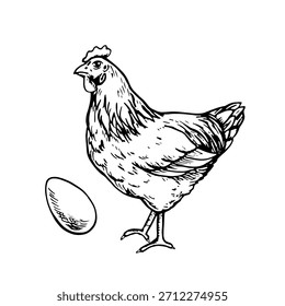 Pollo. Ilustración vectorial en blanco y negro dibujado a mano. Elemento de diseño para packaging, etiquetas y Anuncios. También es adecuado para libros, postales y juegos.