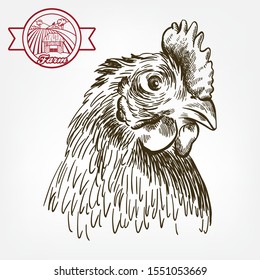 chicken breeding. animal husbandry. livestock. vector sketch on a white