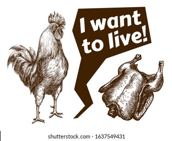 chicken breeding. animal husbandry. livestock. vector sketch on a white