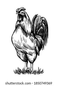 chicken breeding. animal husbandry. livestock. vector sketch on a white