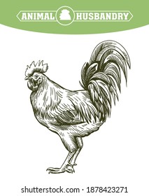 chicken breeding. animal husbandry. livestock. vector sketch on a white