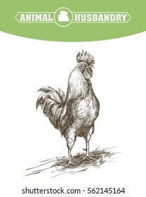 chicken breeding. animal husbandry. livestock