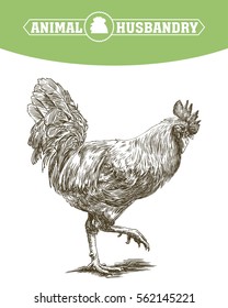 chicken breeding. animal husbandry. livestock