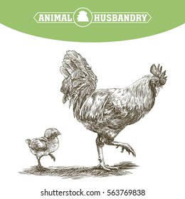 chicken breeding. animal husbandry. livestock