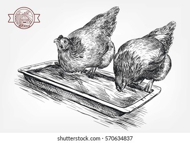 chicken breeding. animal husbandry. livestock. vector sketch on a grey background