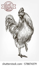 chicken breeding. animal husbandry. livestock. vector sketch on a grey background