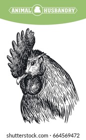 chicken breeding. animal husbandry. livestock