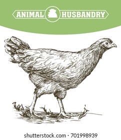 chicken breeding. animal husbandry. livestock