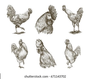 chicken breeding. animal husbandry. vector sketches on white