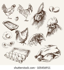 chicken breeding. collection of vector designs on a white background