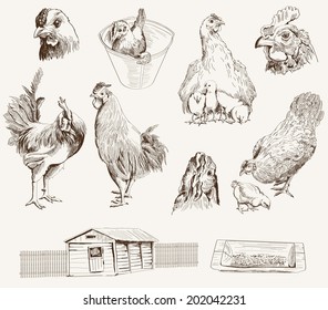 chicken breeding. collection of vector designs on a gray background