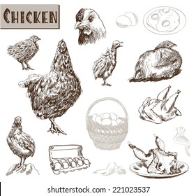 chicken breeding. collection of vector designs on a gray background