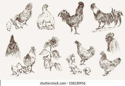 chicken breeding. set of vector sketches