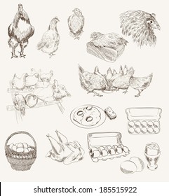 chicken breeding. set of vector sketches on a gray background