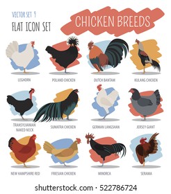 Chicken Breeds Icon Set Flat Design Stock Vector (Royalty Free ...