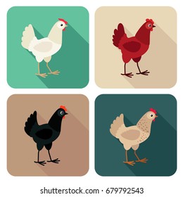 Chicken breeds icon set in flat style with long shadow. Vector illustration