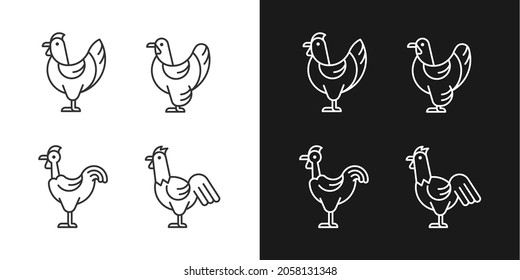 Chicken breeds linear icons set for dark and light mode. Brahma hen. Transylvanian chicken. Hen and rooster. Customizable thin line symbols. Isolated vector outline illustrations. Editable stroke