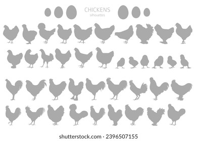 Chicken breeds silhouettes, simple linear style clipart. Poultry and farm animals.  Vector illustration