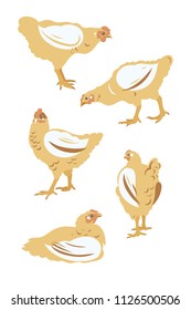 Chicken broiler set. Poultry, Farming, Livestock raising. Vector illustration.