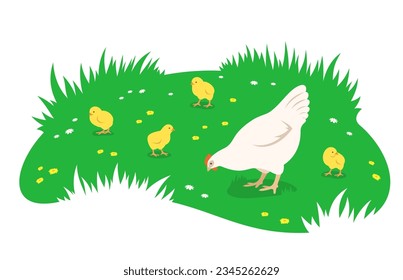 Chicken with brood of chicks grazing in a green meadow. Simple flat illustration