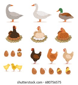 Chicken brood hen, ducks and other farm birds and his eggs. Vector illustrations set in cartoon style