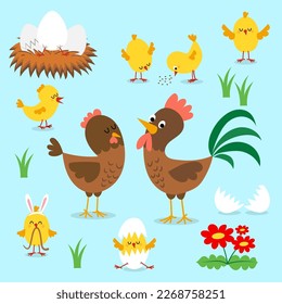 Chicken bundle of roosters, hens and chicks isolated on blue background.  Cute beautiful family of domestic fowl or poultry birds. Childish flat cartoon illustration. Chicken family in poultry.