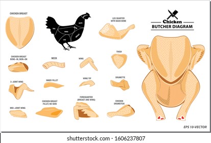 chicken butcher diagram or part of hen butcher concept. eps 10 vector