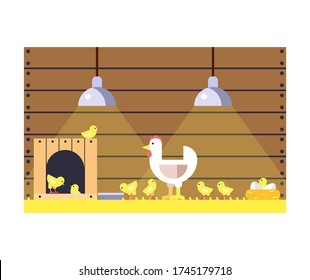 Chicken with chickens in an incubator. Cultivation of birds in the village. Vector stock illustration in flat design.