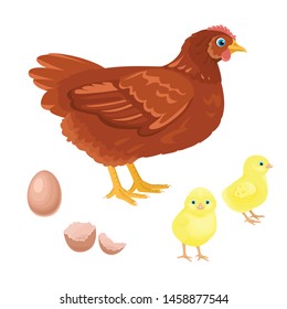 Chicken, chicks and eggs isolated on white background. Vector illustration of poultry in cartoon flat style. Hen with newborn yellow chick.