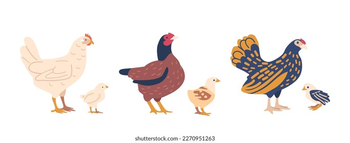 Chicken With Chicks Isolated On White Background. Concept For Poultry Farm, Livestock, Farming Themes