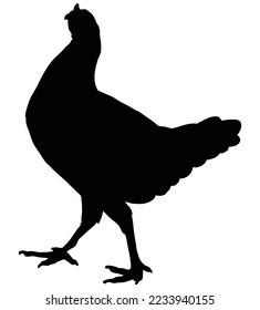 Chicken, cock silhouette icon. Cock logo vector illustration