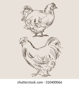 chicken cock vector, hand draw sketch 