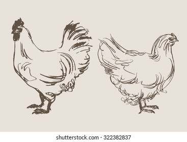 Chicken Cock Vector, Hand Draw Sketch 