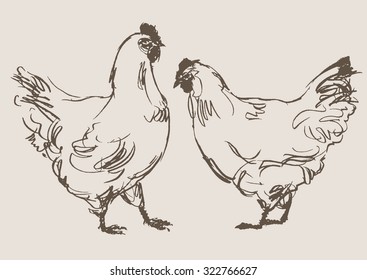 chicken cock vector, hand draw sketch