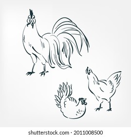 chicken cock vector illustration japanese chinese ink line sketch