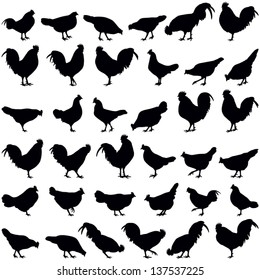 Chicken collection - vector silhouette