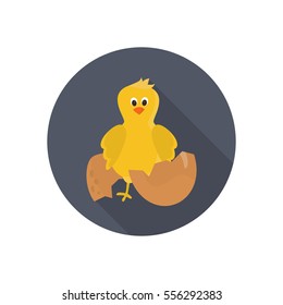 Chicken color flat icon for web and mobile design