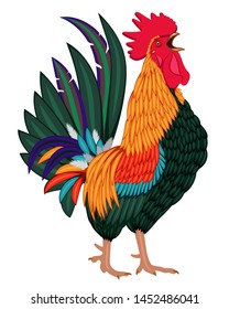 Chicken. Color rooster. Vector illustration isolated on white.