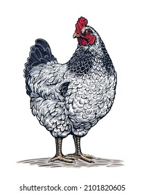 Chicken in the colors of the Sussex breed drawn in a graphic (engraved) style.