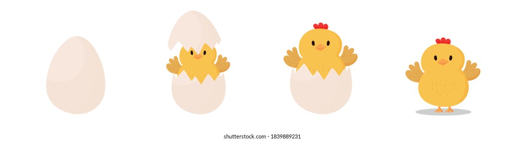 Chicken coming out of egg. Cartoon vector on white background.