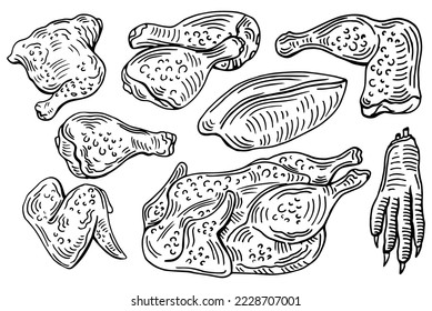 Chicken cuts, hen parts. Domestic bird meat set. Engraving sketch style. parts of carcass