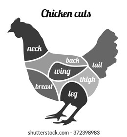 Chicken cuts vector illustration. Chicken meat diagram
